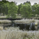 A raised peat bog in Germany.